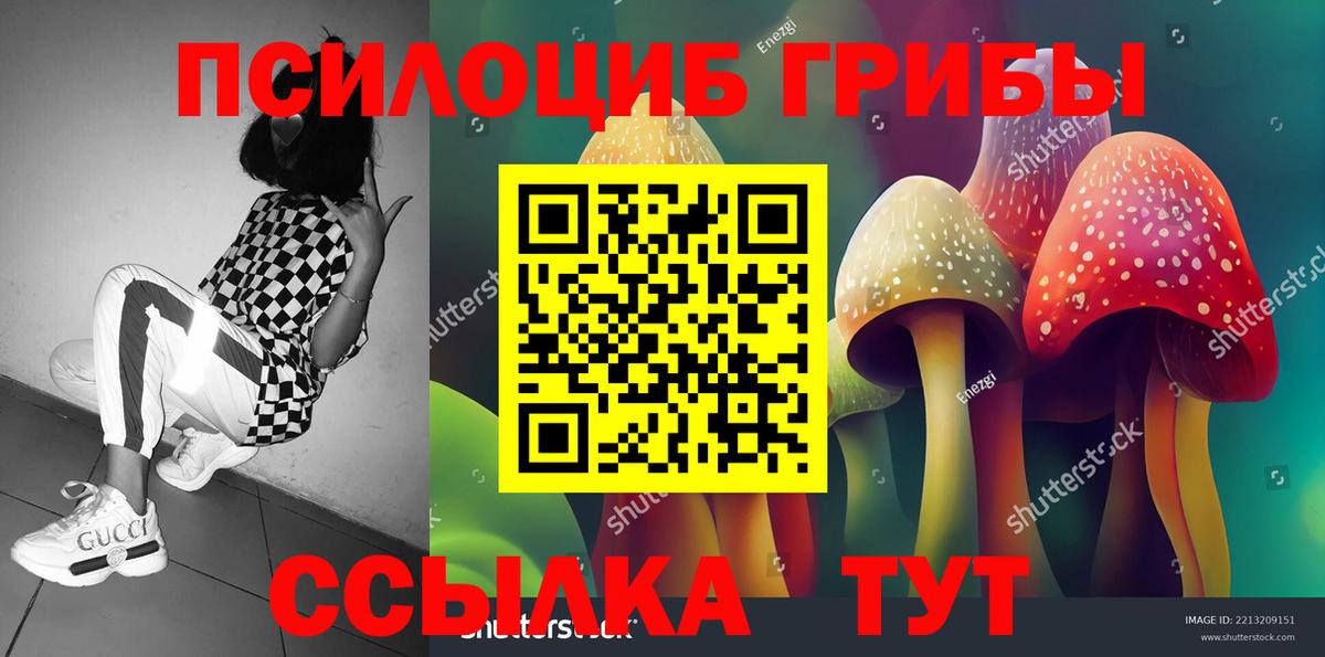 Псилоцибиновые грибы Cubensis Борзя